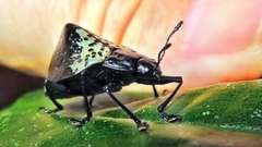 Cypherotylus tigrinus