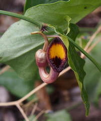 Aristolochia sempervirens