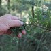 Coprosma microcarpa - Photo (c) Alice Shanks, μερικά δικαιώματα διατηρούνται (CC BY-NC), uploaded by Alice Shanks