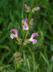 Salvia hierosolymitana