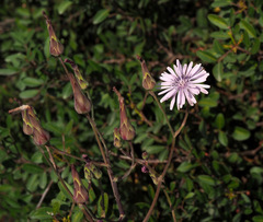 Lactuca tuberosa