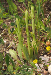 Anacamptis sancta