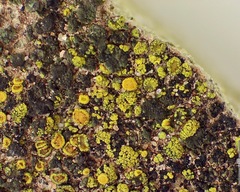 Xanthocarpia crenulatella