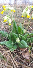 Primula veris
