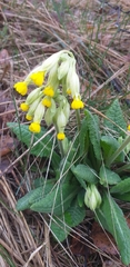 Primula veris