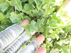 Dichondra occidentalis