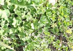 Dichondra occidentalis