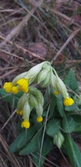 Primula veris