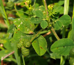 Medicago turbinata