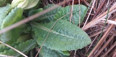 Primula veris