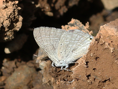 Catochrysops strabo strabo