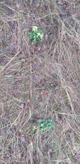 Primula veris