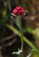 Helichrysum sanguineum