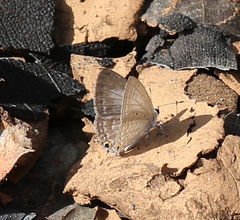 Catochrysops strabo strabo