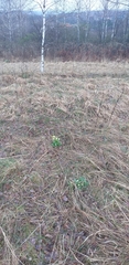 Primula veris
