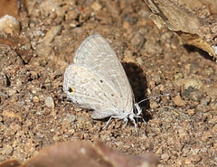 Catochrysops strabo strabo