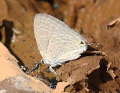 Catochrysops strabo strabo
