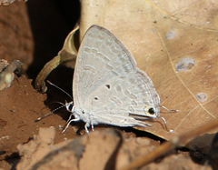 Catochrysops strabo strabo