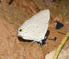 Catochrysops strabo strabo