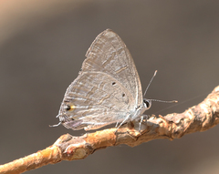 Catochrysops strabo strabo