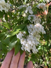 Pieris