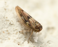 Agallia albidula