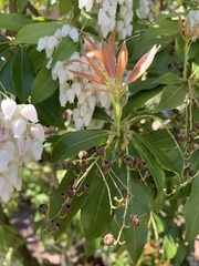 Pieris