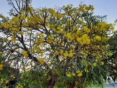 Tabebuia aurea