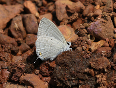 Catochrysops strabo strabo