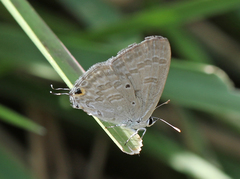 Catochrysops strabo strabo