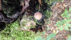 Spinellus