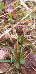 Luzula campestris
