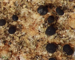 Pyrenodesmia atroalba