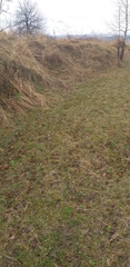Luzula campestris