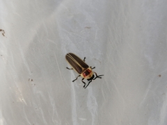 Photinus signaticollis