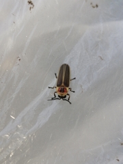Photinus signaticollis