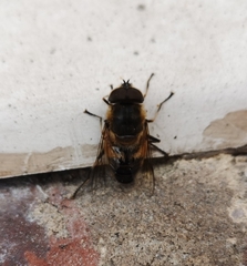Eristalis similis