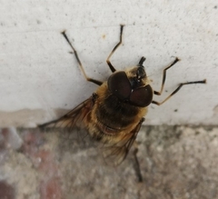 Eristalis similis
