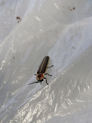 Photinus signaticollis