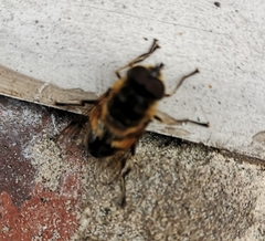 Eristalis similis