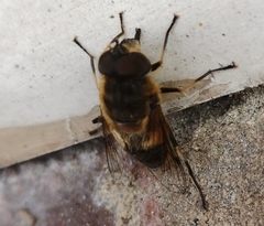 Eristalis similis