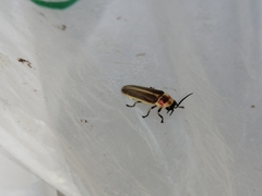 Photinus signaticollis