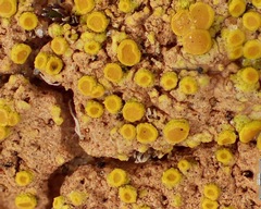 Xanthocarpia crenulatella