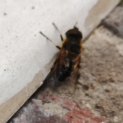 Eristalis similis