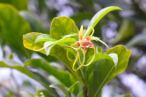 Image of Strophanthus divaricatus by no rights reserved