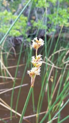 Schoenoplectus tabernaemontani image