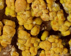 Xanthomendoza trachyphylla