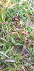Luzula campestris