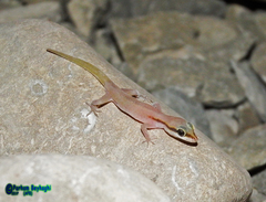 Chabahar Dwarf Gecko photo 4