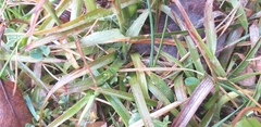 Luzula campestris